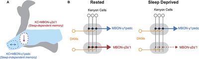 Roles for Sleep in Neural and Behavioral Plasticity: Reviewing Variation in the Consequences of Sleep Loss